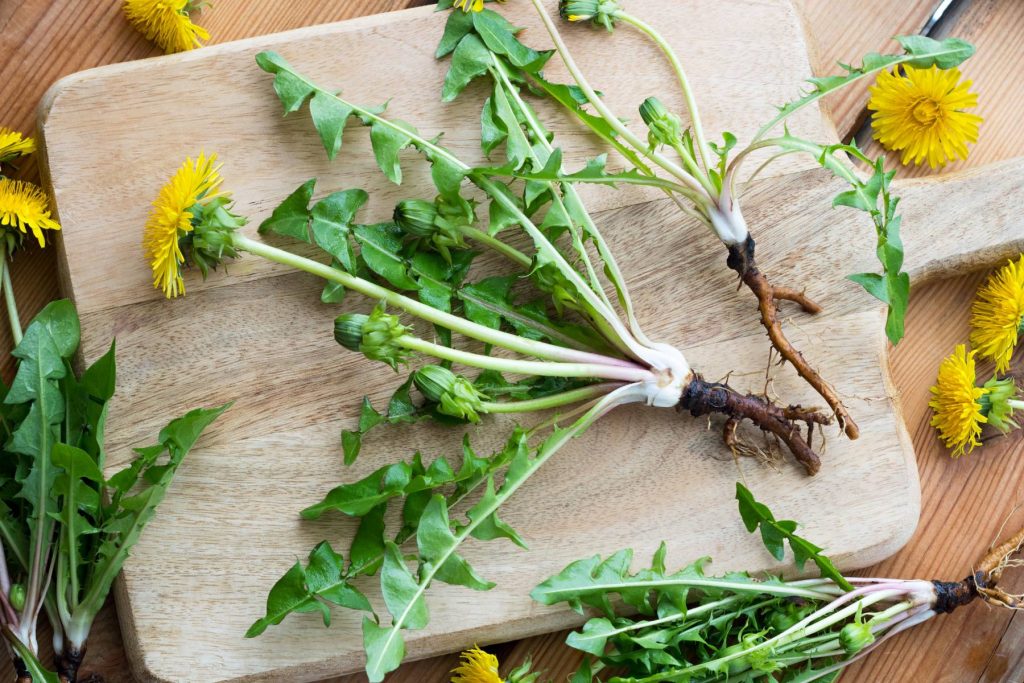 Can You Eat Dandelions? Benefits Root to Fluff Countryside